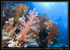 Picture taken with a Canon G9 in Tiran. by Raoul Caprez 